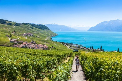 vineyards in lavaux region - terrasses de lavaux terraces, switzerland