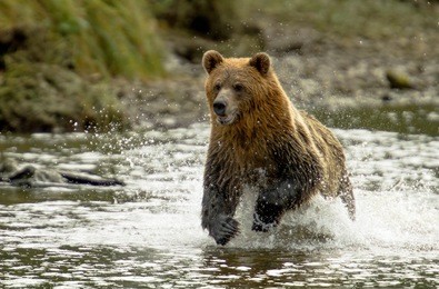 grizzly bear running in knight inlet british columbia