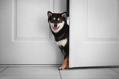 cute shiba inu dog entering room
