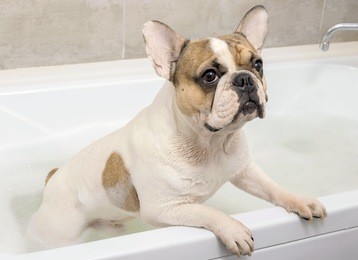 french bulldog takes a bath