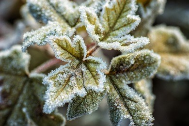 frozen leaves