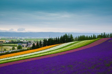 landscape shot of full bloom flowers at tomita farm including lavender and mixed colour flowers, hokkaido,japan