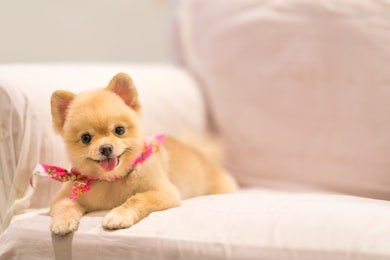 cute pomeranian dog smiling on the sofa with copy space, cowboy bandana or handkerchief on the neck