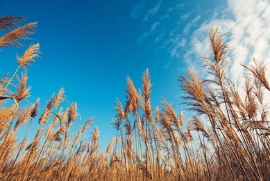 dry bulrush reed on sunny winter day, low angle