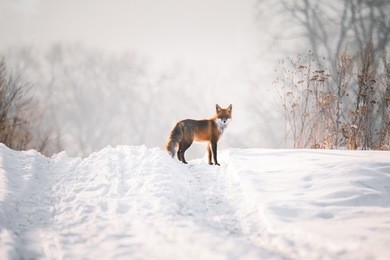 fox watching in wild