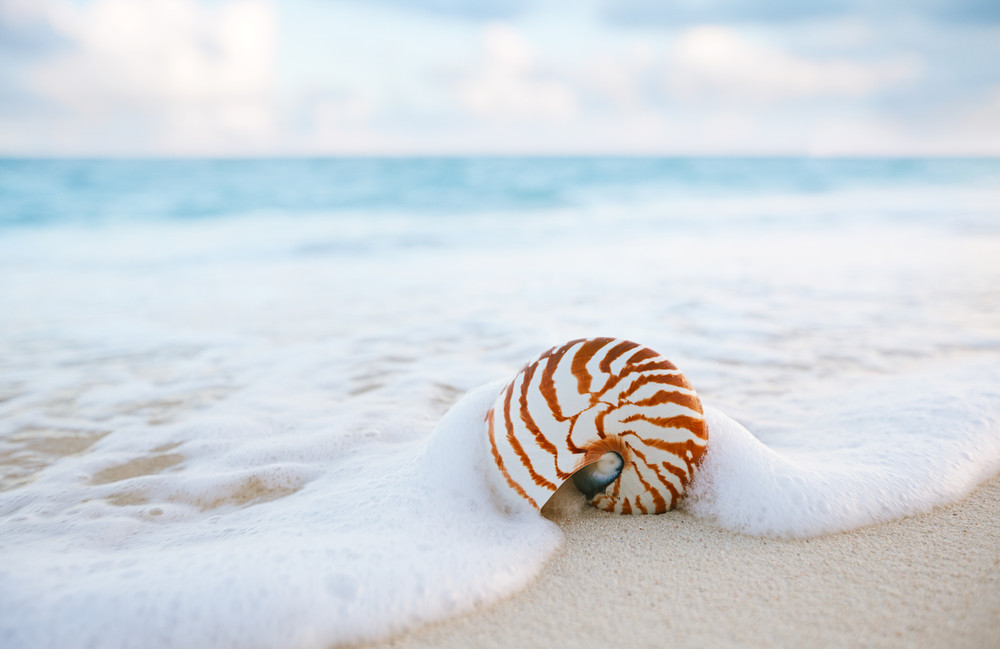 nautilus sea shell on golden sand beach with waves in  soft sunset light, shallow dof