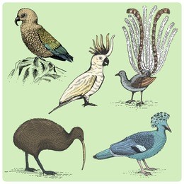 set of australian and new zealand symbols, birds engraved, hand drawn vector illustration in woodcut scratchboard style, vintage drawing kea parrot, cockatoo, lirebird, victoria billed pigeon, kiwi.
