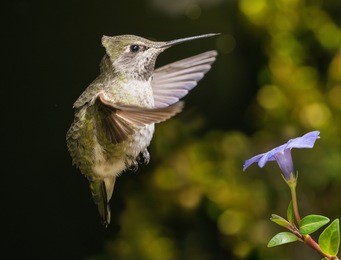 a female hummingbird hovering in strong wind during winter storm