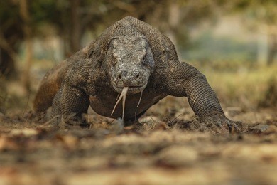 komodo dragon in the beautiful nature habitat on the famous