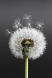 dandelion flower