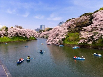 japanese spring at chidorigafuchi 