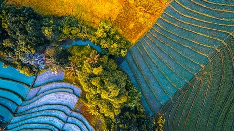 rice fields of bali island, indonesia