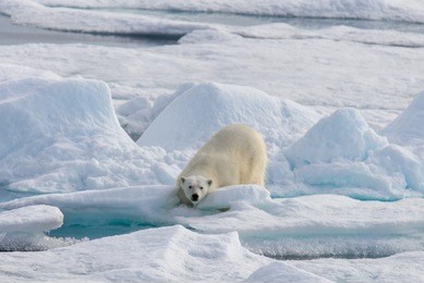 polar bear (ursus maritimus) on the pack  ice north of spitsberg
