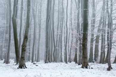 broad-leaved forest in the winter.