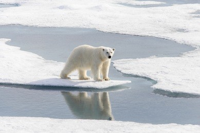 polar bear (ursus maritimus) on the pack  ice north of spitsbergen island, svalbard, norway, scandinavia, europe