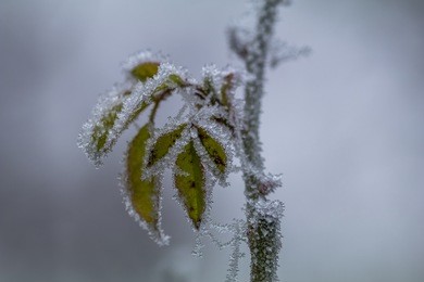 rose tree and its leafs covered by ice flake during winter