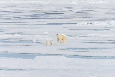 polar bear mother (ursus maritimus) and twin cubs on the pack ice, north of svalbard arctic norway