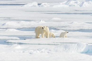 polar bear mother (ursus maritimus) and twin cubs on the pack ice, north of svalbard arctic norway