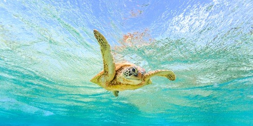 a green sea turtle giving a "high-five" while swimming in crystal clear waters over coral reef