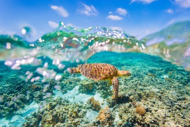 a green sea turtle swimming over shallow reef with a clear sky and bubbles in the water