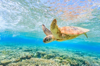 a turtle diving back to the reef in a shallow lagoon on lady elliot island