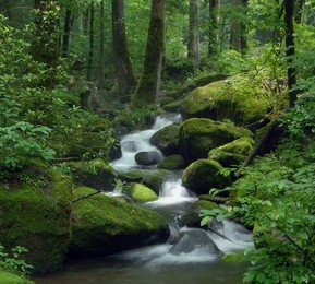 cascade falls over mossy rocks