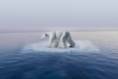  polar bear on little iceberg symbol of climate change