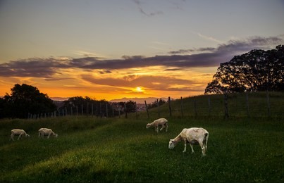 dusk moment at one tree hill domain auckland new zealand