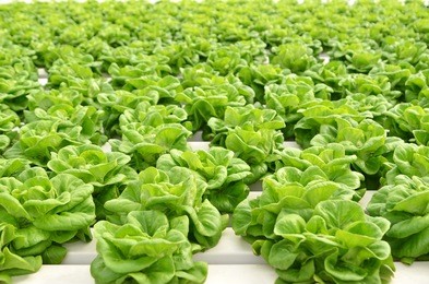 in the commercial greenhouse soilless cultivation of vegetables