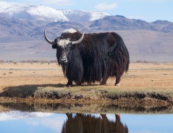 black yak in the lake in the mountains