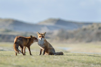 couple of foxes displaying courtship behavior.
