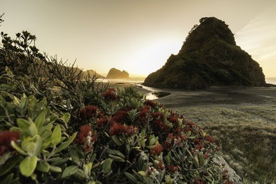 piha beach/ pohutukawa tree in bloom at piha beach on auckland's west coast, new zealand 