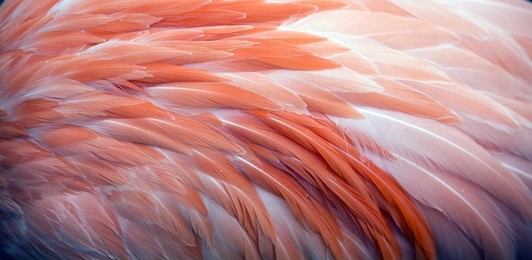 flamingo feather background