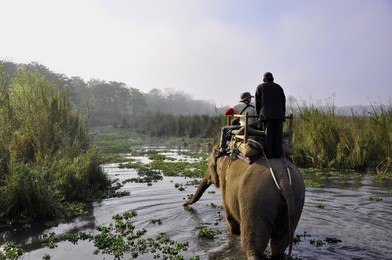 elephant safari in chitwan national park, nepal