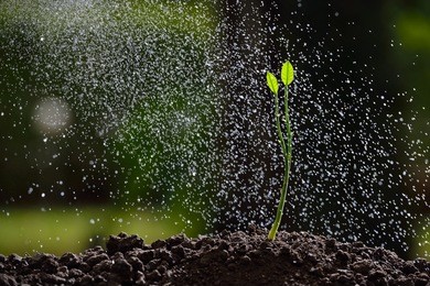 green seedling growing on the ground in the rain

