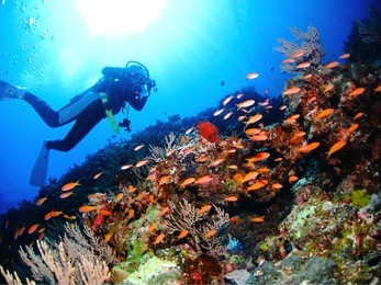 scuba diver and tropical fishes