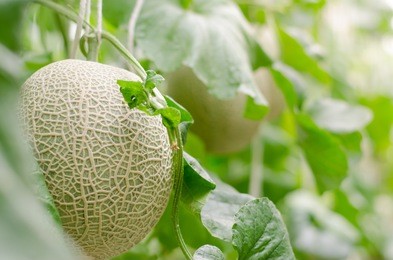 cantaloup melon growing in greenhouse farm