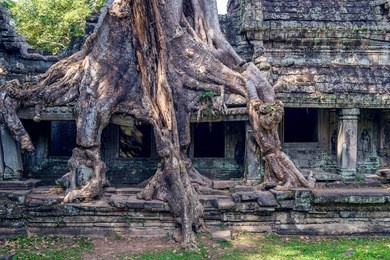 trees growing out of ta prohm temple, angkor wat in cambodia.