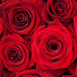 beautiful red roses, background texture
