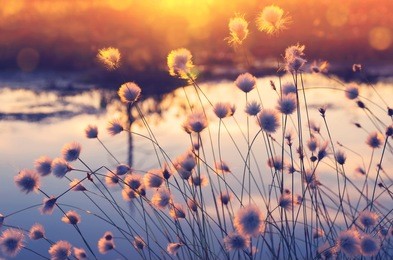 spring scene. plant cotton grass over water in beams of the sunset sun.