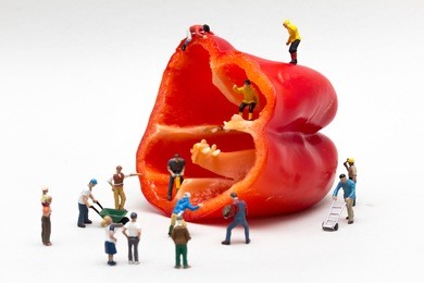 people working, miniatures on a pepper harvesting