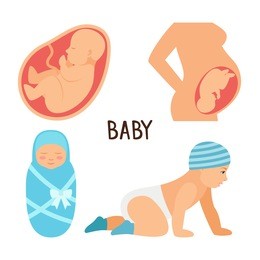 pregnancy and baby vector. fetus and unborn, newborn and child. growth fetus human life illustration