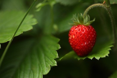 wild strawberry berry growing in natural environment. macro close-up.