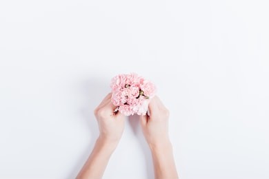 small bouquet of pink carnations in female hands, top view