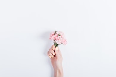 small bouquet of pink carnations in a woman's hand with yellow nail polish on a white background, copy space