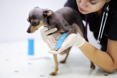 female veterinarian doctor during the examination in veterinary clinic. little dog with broken leg in veterinary clinic