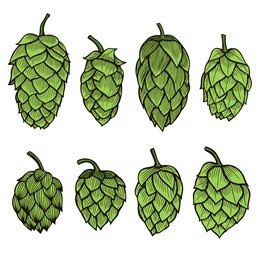 colored hand drawn engraving style hops set. common hop or humulus lupulus branch with leaves and cones. vector illustration