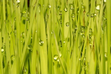 rice plant with rain water drops close up detail