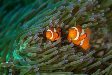 海洋宝宝视频介绍 554448739.jpg