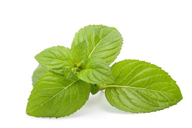 mint leaves isolated on white